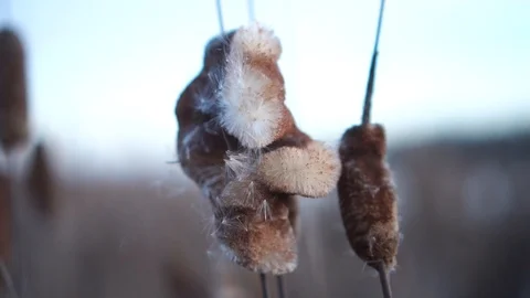 A crumbling cattail develops in the wind 스톡 동영상 121105912