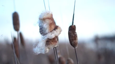 A crumbling cattail develops in the wind 스톡 동영상 121106092