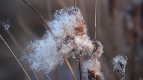 A crumbling cattail develops in the wind Video stock 121106181