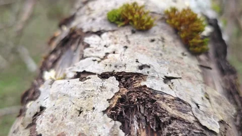 Crumbling tree bark close-up showing wood breakdown and parasite traces, co.. Stock-Footage 308785796