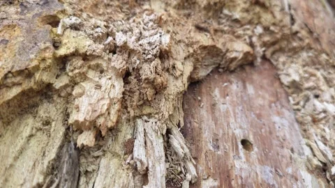 Crumbling tree bark close-up showing wood breakdown and parasite traces, co.. Vídeos de archivo 309770521