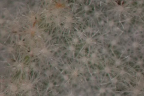 Crumpled snowball leaves under the microscope 写真素材