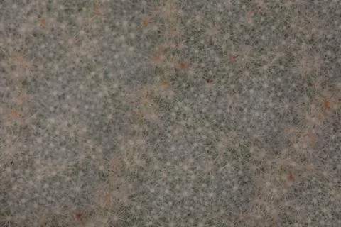 Crumpled snowball leaves under the microscope 写真素材