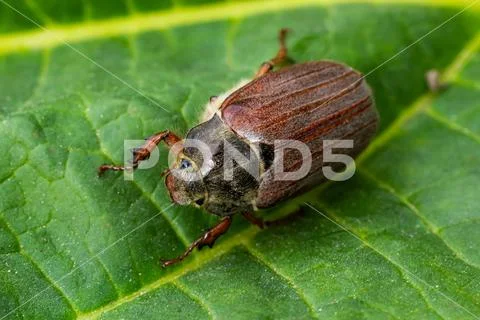 The crunch of the melolontha melolontha insect on a tree branch. Animal wildl Stock Photos