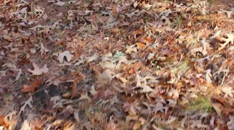Crunching Through Fall Leaves Stock Footage 12367497