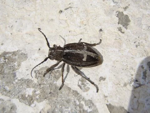 Crusader beetle Stock-Fotos