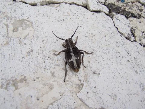 Crusader beetle take2 Stock-Fotos