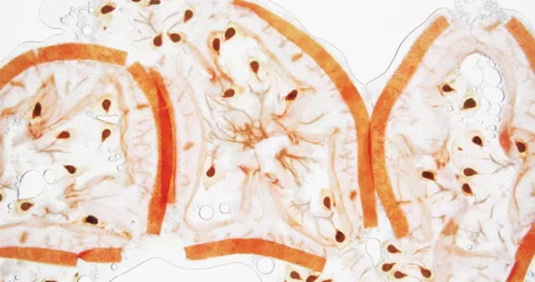 Crush and squeeze tomato slices. Crush juicy vegetables on white background Stock Footage 152531646