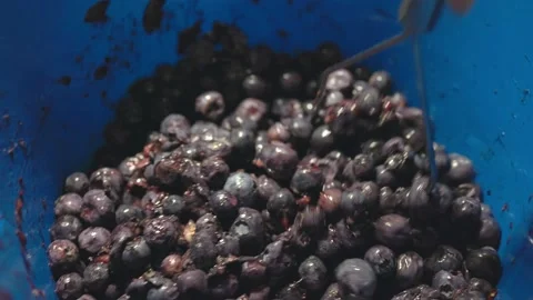 Crush the blueberry to make a close-up wine. Stock Footage 219977500