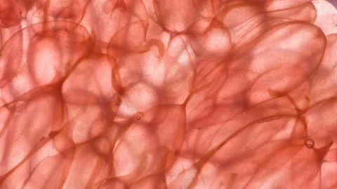 Crush Juicy Grapefruit Pulp Lobule HD Stock Footage 346544782