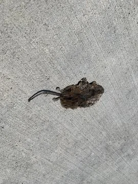 Crush Mouse Foto stock