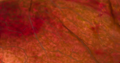 Crush a Translucent Slice of Plum 4K Stock Footage 96749784