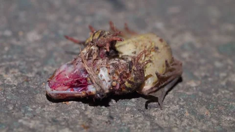Crushed Common Frog Lies on Asphalt during Seasonal Migration, Road Impact - Stock Footage 333263201