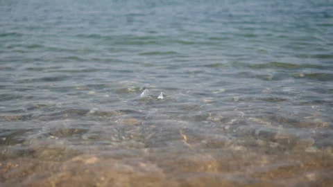Crushed disposable plastic cup bobbing on waves in sea in clear water. Stock Footage 335476447