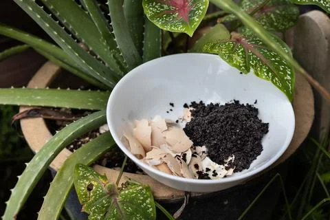 Crushed egg shell and spent coffee grounds in bowl against plants. Natural Stock Photos