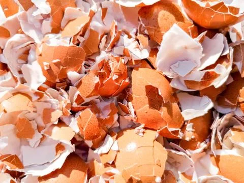 Crushed Egg Shells Stock Photos