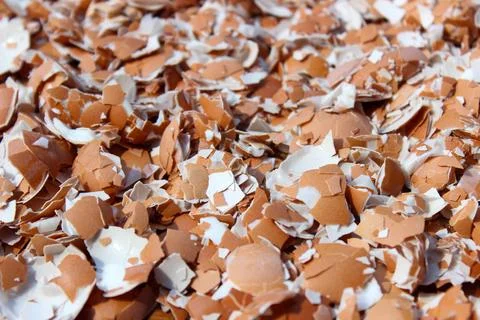 Crushed Egg Shells Stock Photos