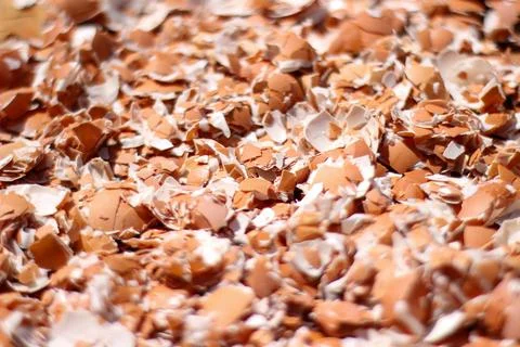 Crushed Egg Shells Stock Photos