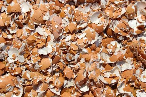 Crushed Egg Shells Stock Photos