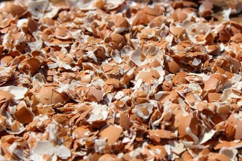 Crushed Egg Shells Stock Photos