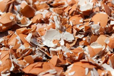 Crushed Egg Shells Stock Photos