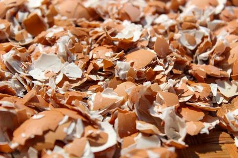 Crushed Egg Shells Stock Photos