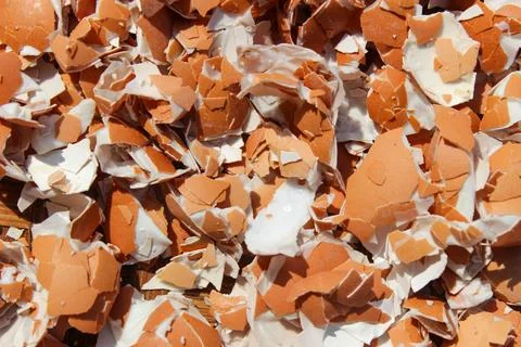Crushed Egg Shells Stock Photos
