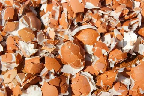 Crushed Egg Shells Stock Photos