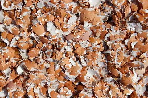 Crushed Egg Shells Stock Photos