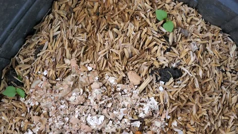Crushed eggshells are mixed with husk to make compost, Stock Footage 140752803