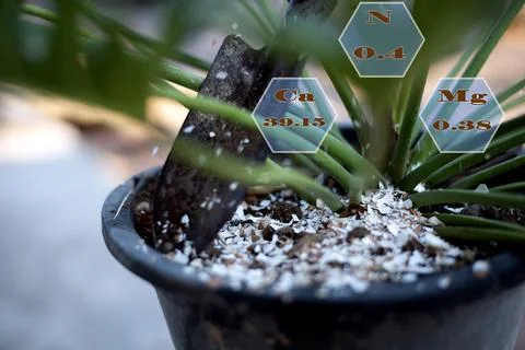 Crushed eggshells can be used as fertilizer. nutrients in egg shells Calciu.. Stock Photos