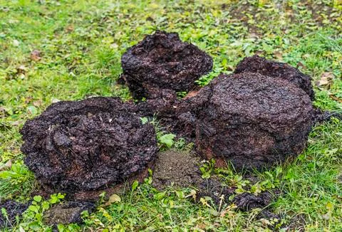 Crushed grapes on the ground Stock Photos