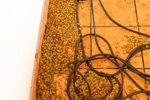 Crushed grapes Stock Photos