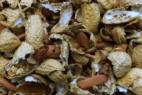 Crushed hazelnut shells close up. Fotos Stock