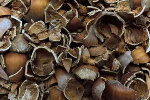 Crushed hazelnut shells close up. Fotos Stock