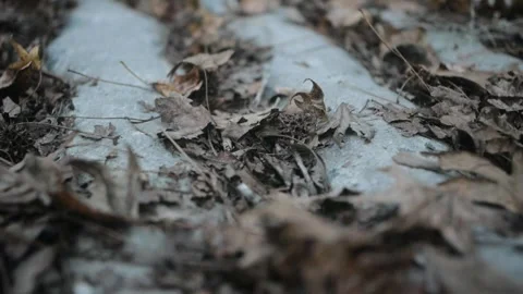 Crushed Leaves - handheld Stock Footage 243368699