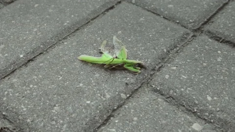Crushed mantis lying on the sidewalk, ants crawling all over it, camera tracking Stock Footage 163560569