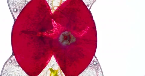 Crushed one Cranberry 4K Stock Footage 96407445