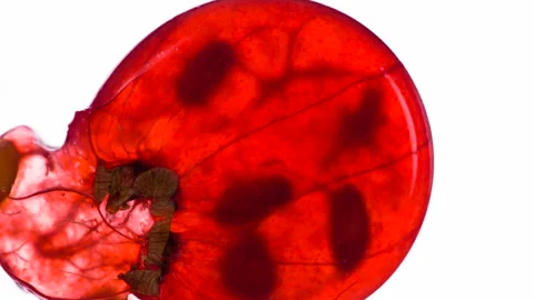 Crushed One Red Currant HD Stock Footage 293706033