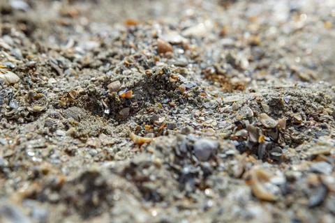 Crushed sea shells texture on a romanian beach Stock Photos