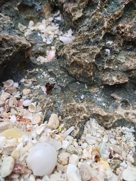 Crushed Shells and Rocky Shore at Bahia de las Aguilas DR Stock Photos