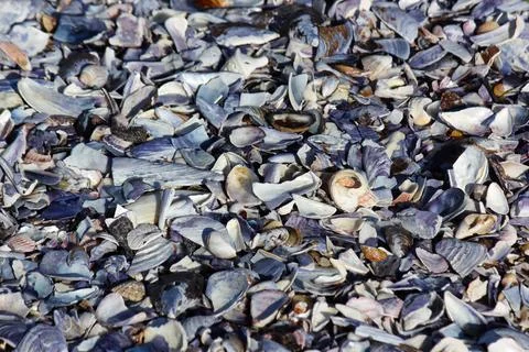 Crushed Shells On The Atlantic Coast Stock-Fotos