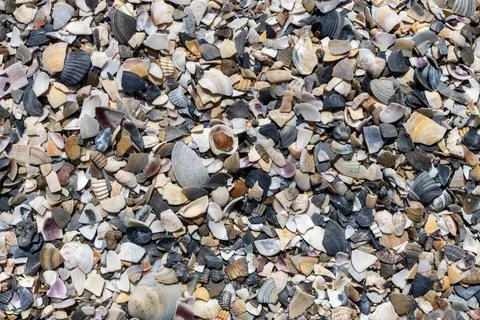 Crushed Shells Forming Coastal Texture Foto stock