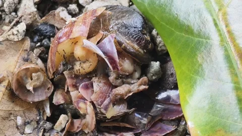 Crushed Snail Shell Swarmed by Ants on a Green Leaf Vidéo 346912176