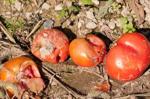 Crushed Tomatoes Stock Photos