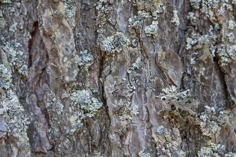Crushed tree bark texture background close up. Shredded brown tree bark for d Stock Photos
