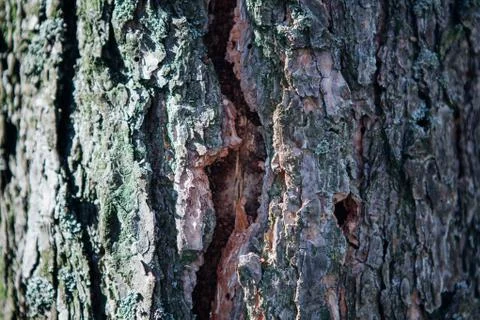 Crushed tree bark texture background close up. Shredded brown tree bark for d Stock Photos