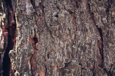 Crushed tree bark texture background close up. Shredded brown tree bark for d Stock Photos