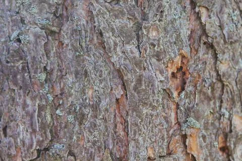 Crushed tree bark texture background close up. Shredded brown tree bark for d Stock Photos