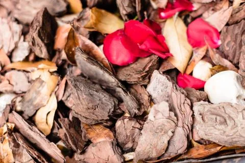 Crushed tree bark texture background with autumn leaves, pebbles and red rose Stock Photos